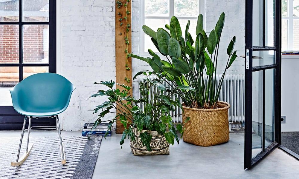 Kamerplanten? Met deze 3 tips mix je ze in je interieur