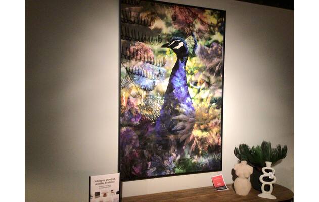 Goossens schilderij proud peacock baarle nassau blauw plexiglas - 0100910194_2026-07-28-17