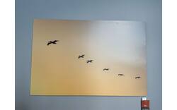 Goossens schilderij fly bird almere dibond wit - 0100912696_2026-08-10-09